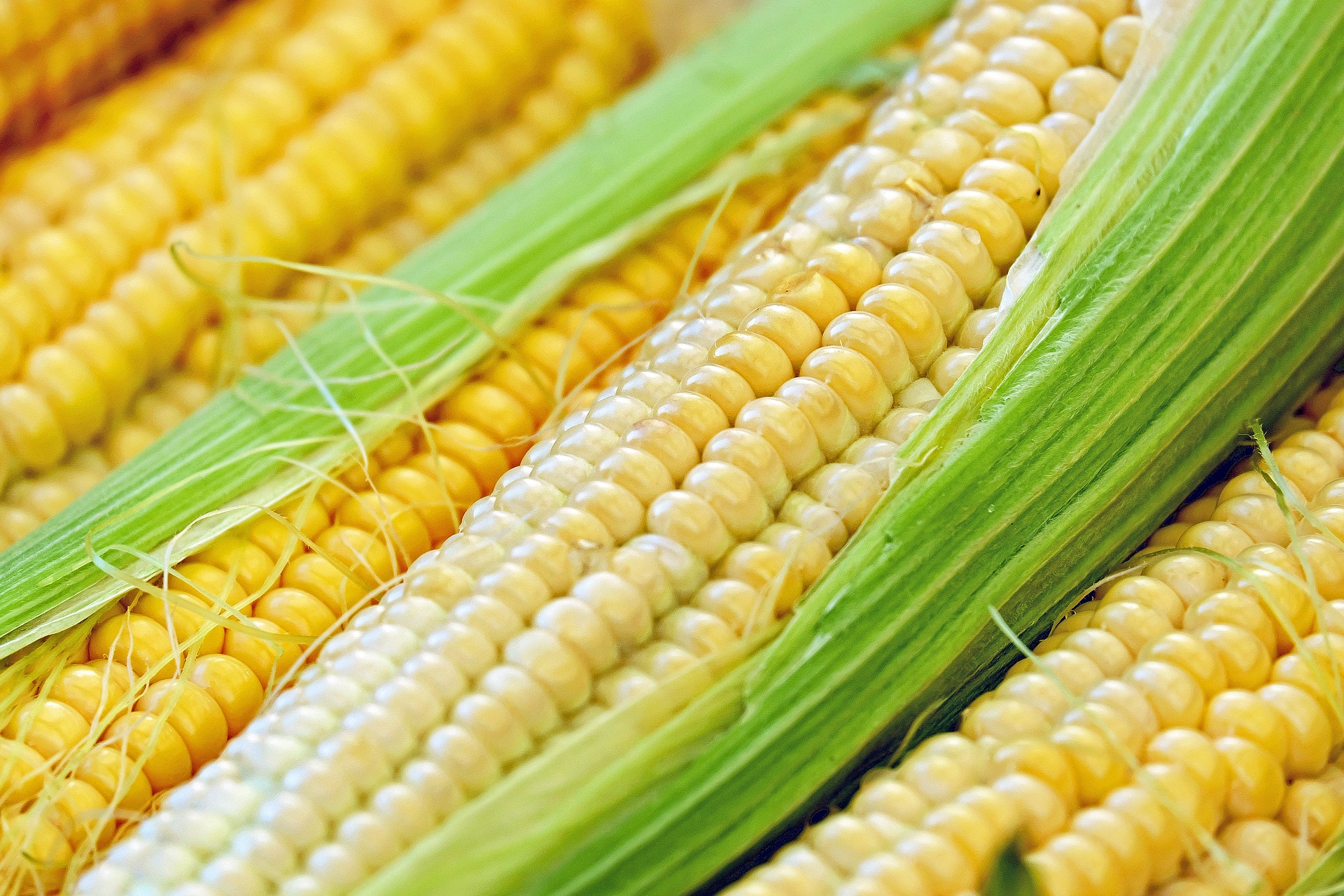 En el 2018, el 82 % del maíz en Colombia se importó